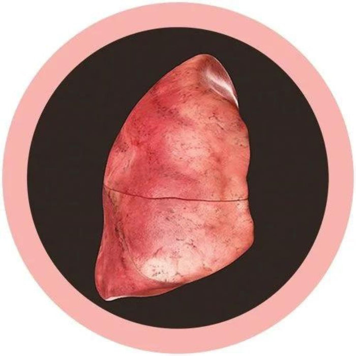 Lung organ
