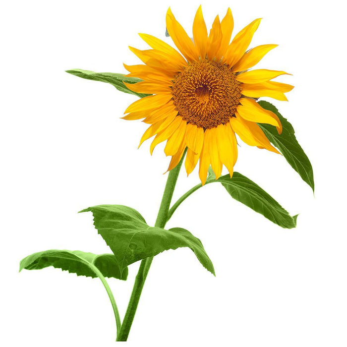 Giant Sunflower | Grow Your Own