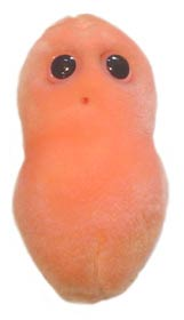 Pimple | Giant Microbe