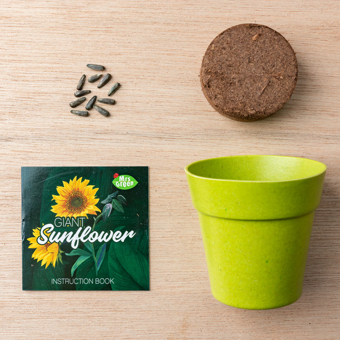 Giant Sunflower | Grow your own Sunflower