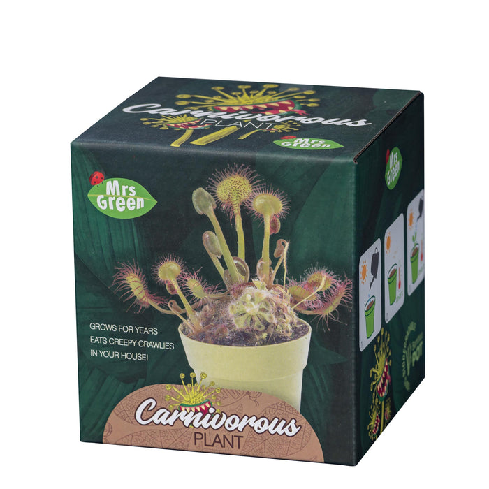 Carnivorous Plant | Grow Your own Carnivorous Plant