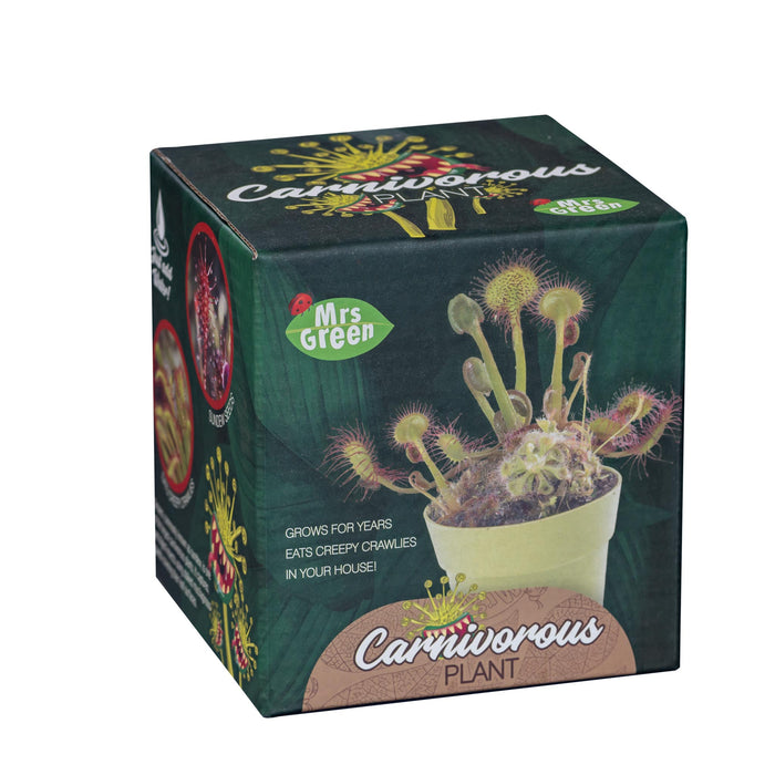 Carnivorous Plant | Grow Your own Carnivorous Plant