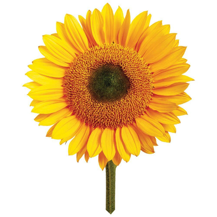 Giant Sunflower | Grow Your Own